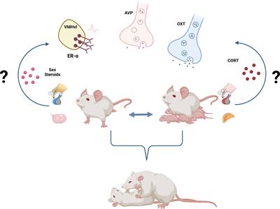 Neuroendocrine regulation of female aggression